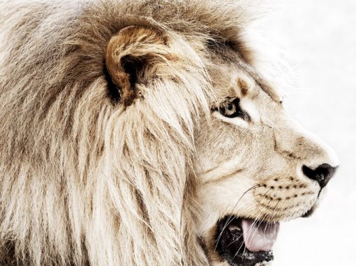 Aslan