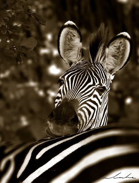 Black and White photograph of a zebra resting his head on another zebras back