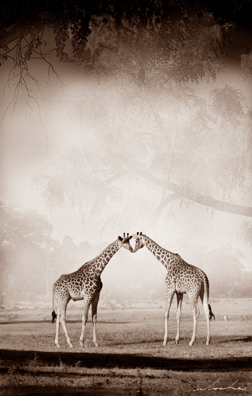 sepia toned photograph of two giraffe nose to nose