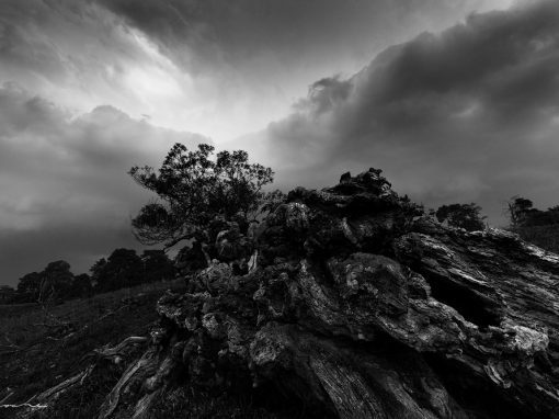 Deadwood