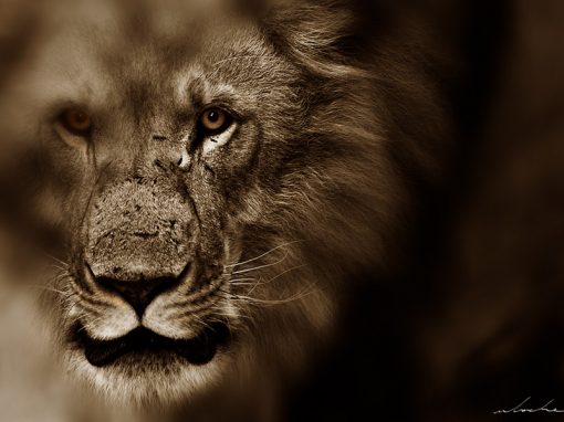 Hunter