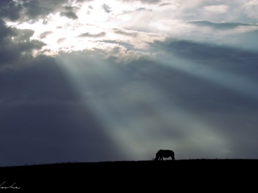 In Heaven’s Spotlight