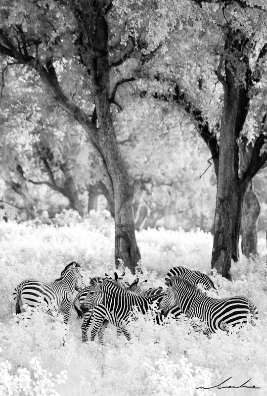 black and white image of a herd of zebras in a natural Zambian forest