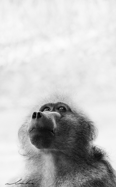 Black and white portrait of a male baboon