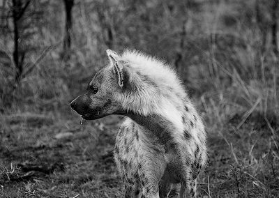 The Bone Collector