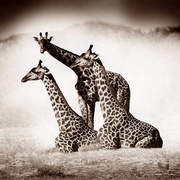 Sepia toned photograph of two giraffe sitting down with a third standing over them