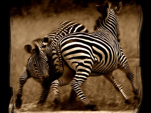 Fighting Zebra