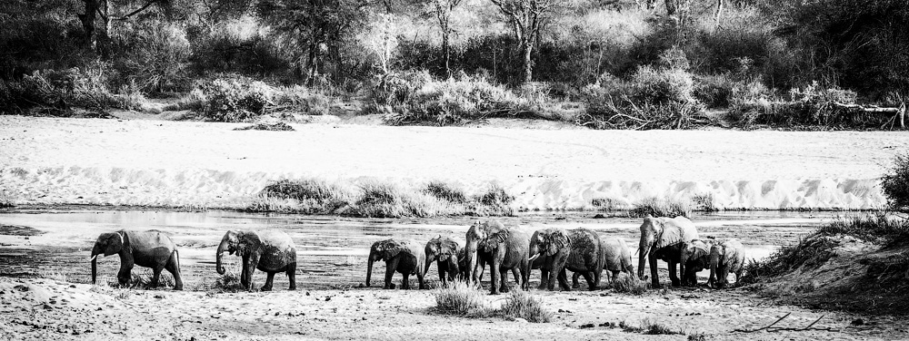 Black and white photograph of herd of elephants crossing a dry river bed