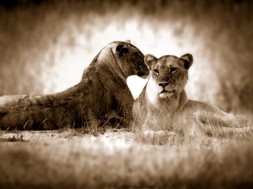 Lionesses