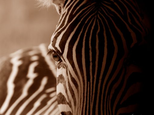 Shadows and Stripes