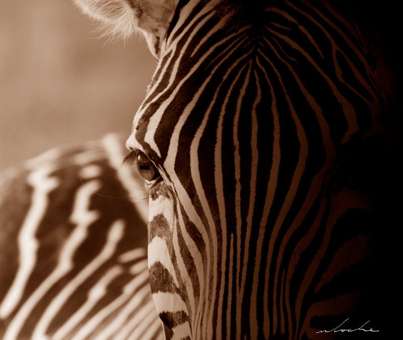 Shadows and Stripes