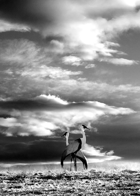 Wattle Crane B&W