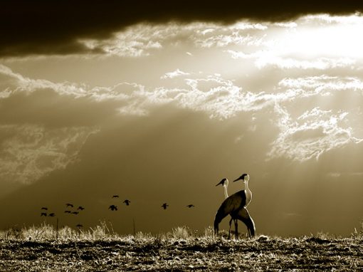Wattle Crane Sepia Toned