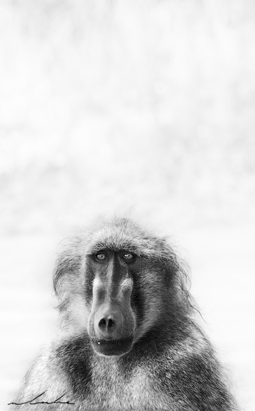 Black and white portrait of a male baboon