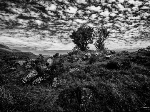 Lichen