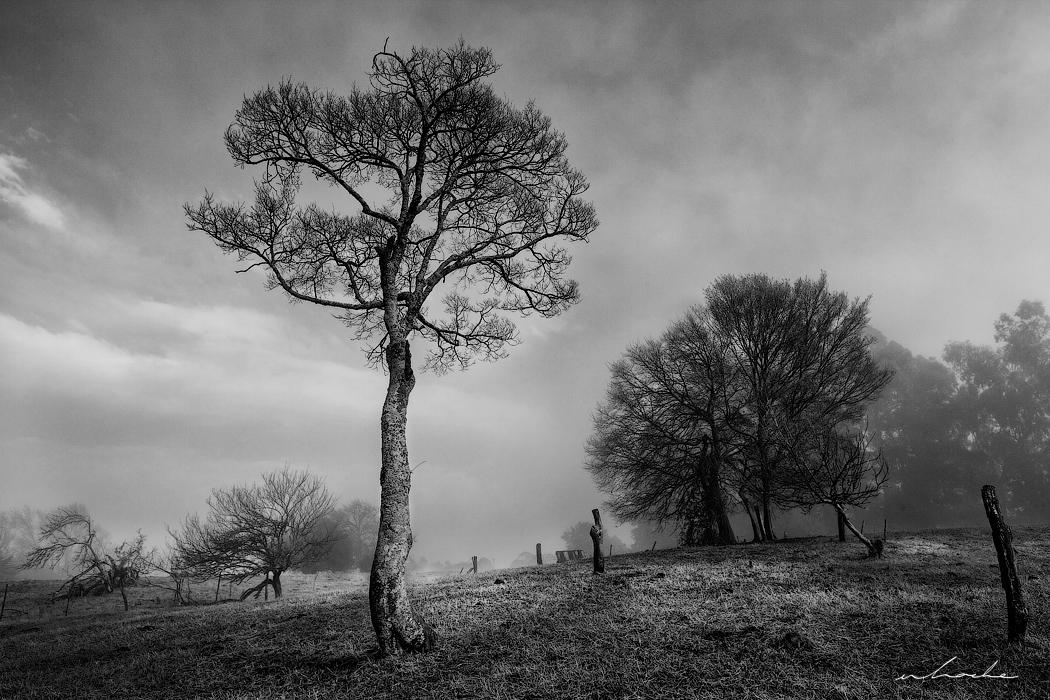 Black and white photograph of a misty parkland scene situated in the KwaZulu Natal Midlands